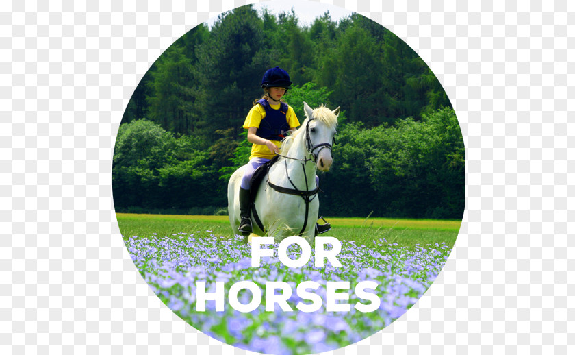 Oil Pet Stallion Eventing Horse Linseed Pony PNG