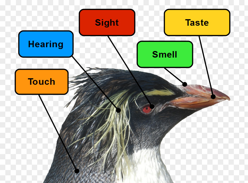 Penguin Emperor Sense Bird Ear PNG