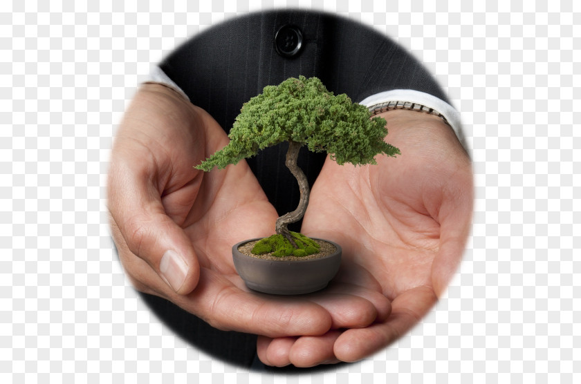 Bonsai Transparency And Translucency Financial Adviser Investment Finance Leadership Stock PNG