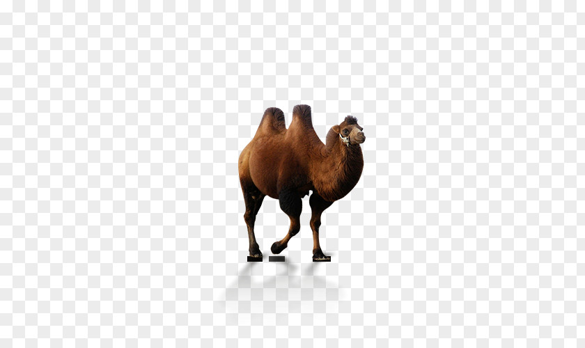 Camel Dromedary Desert Xerocole PNG