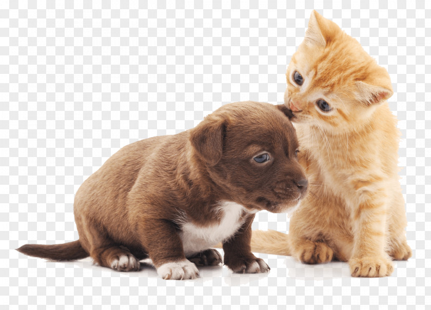 Munchkin Whiskers Dog And Cat PNG