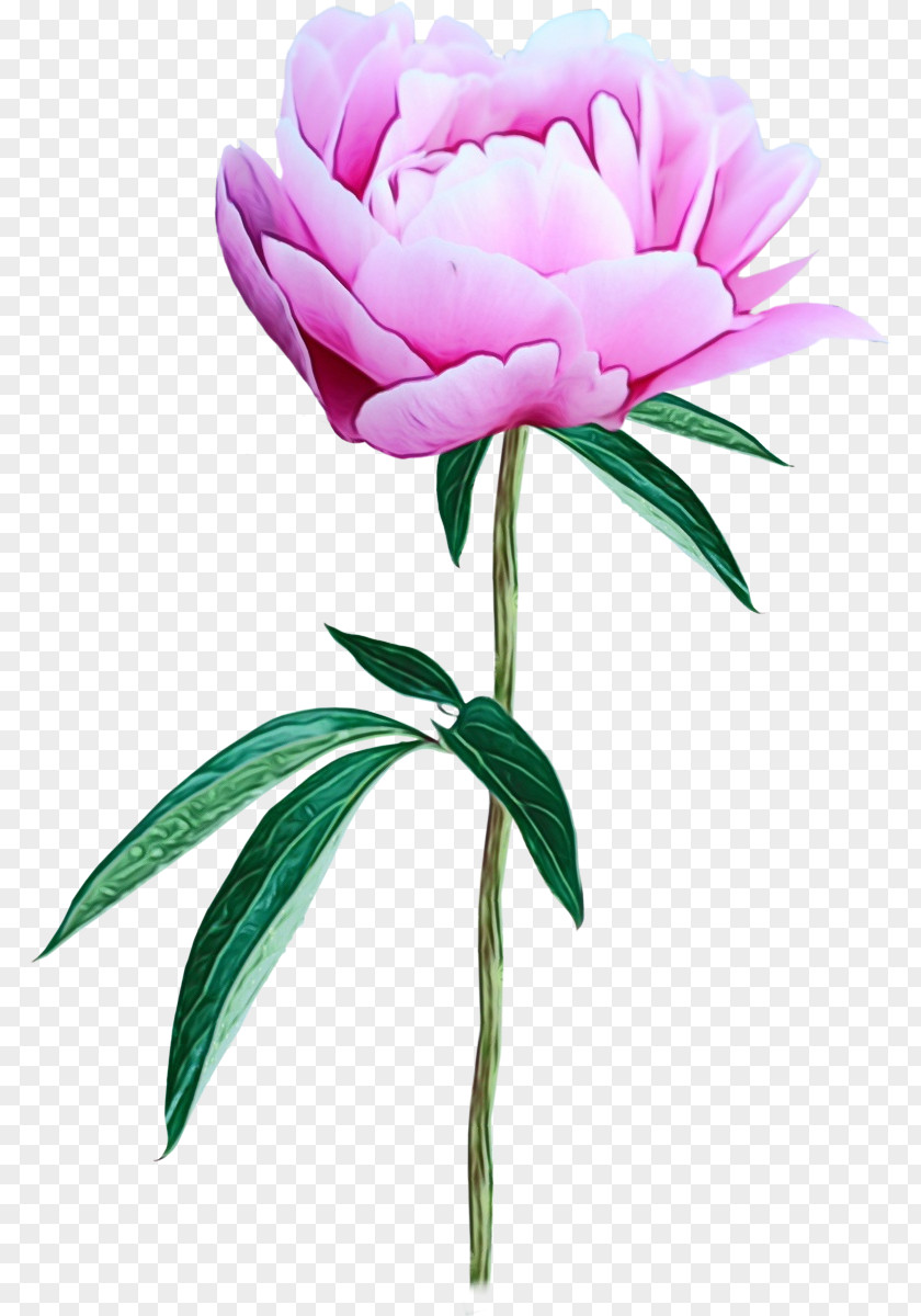 Peony Flower Clip Art Photography Image PNG