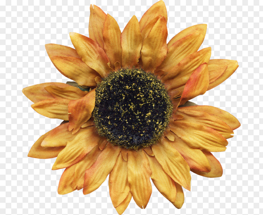 Sunflower M PNG
