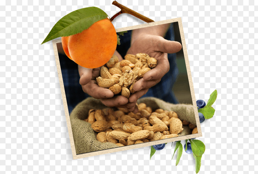 Walnut Vegetarian Cuisine Dried Fruit Food Peanut PNG