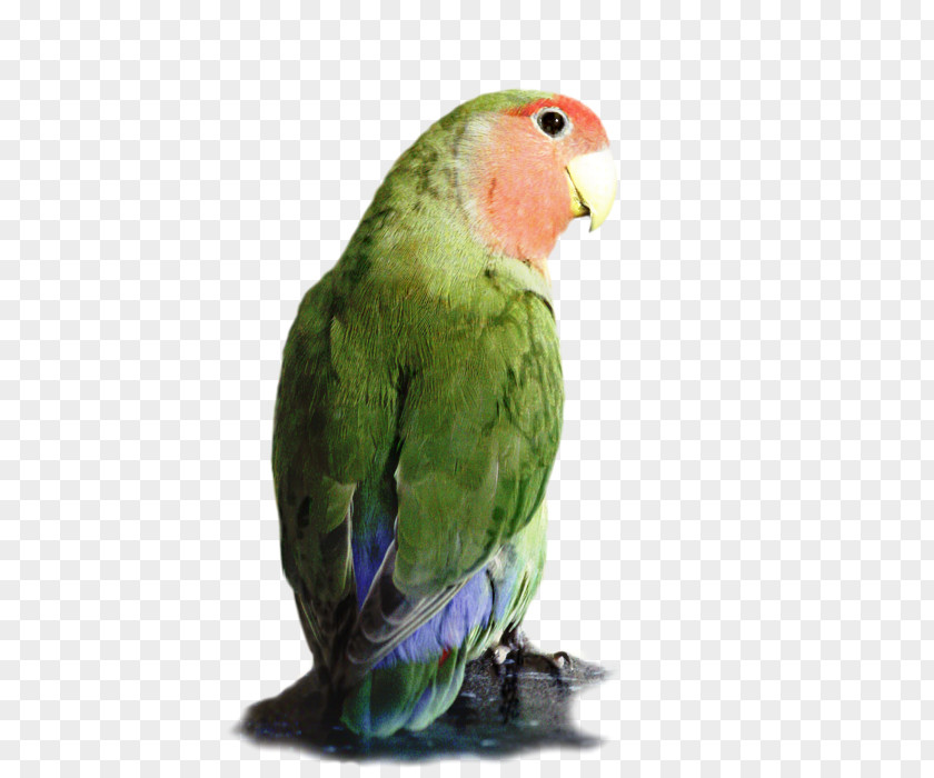 Wing Perico Painting Cartoon PNG