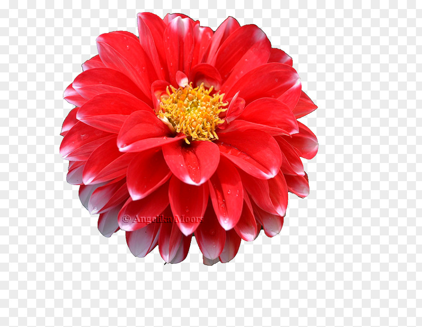 Chrysanthemum Dahlia Transvaal Daisy Cut Flowers Petal PNG