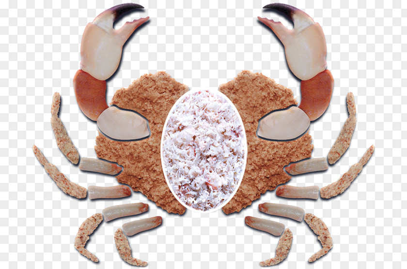 Dungeness Crab Lobster Meat Chesapeake Blue PNG crab meat blue crab, clipart PNG