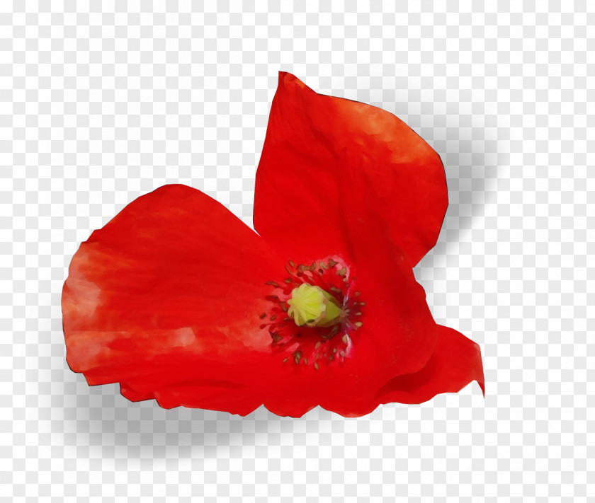 Flower Petal Red Plant Poppy Family PNG