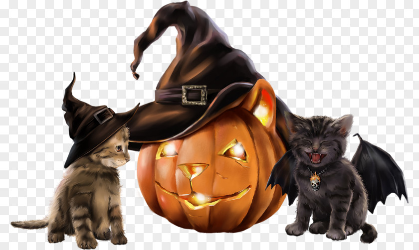 Kitten Whiskers Black Cat Bombay Halloween PNG