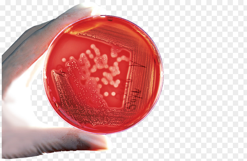 Prevent Infection Bacteria Plate Count Agar Cell PNG