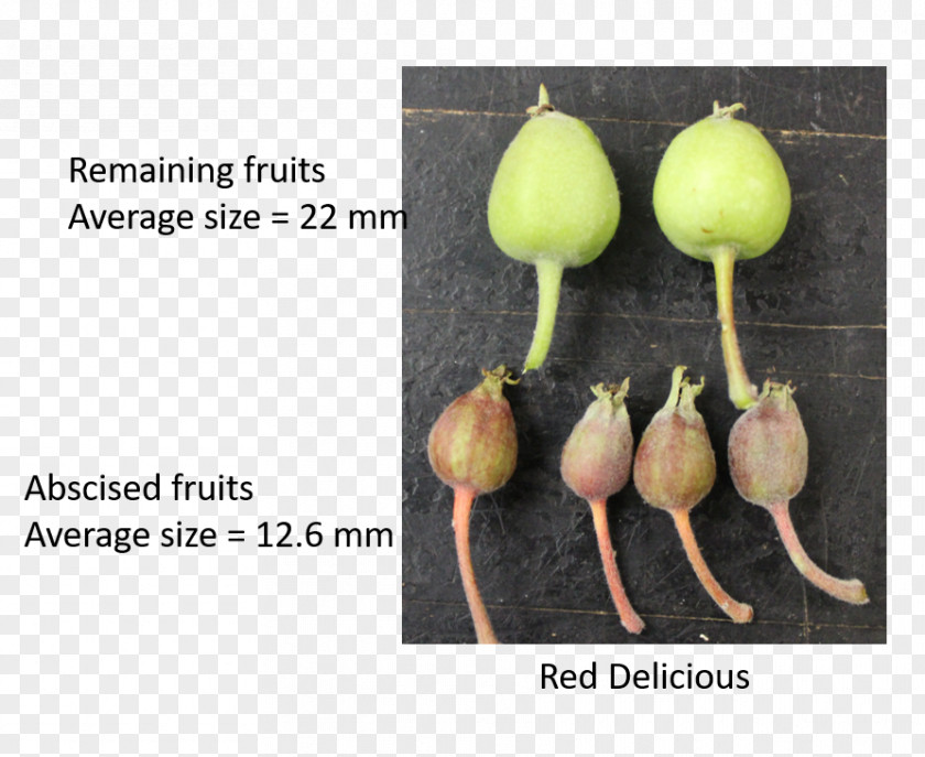 Apple Fruit Tree Horticulture Agriculture PNG