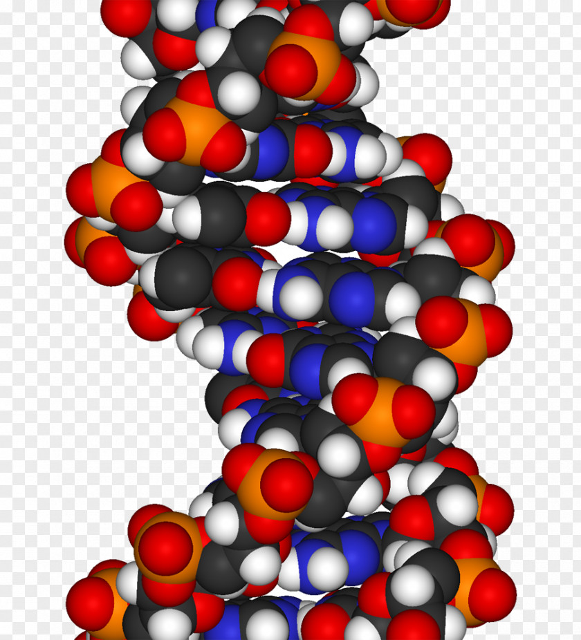 DNA The Double Helix: A Personal Account Of Discovery Structure Molecular Models Replication Space-filling Model PNG
