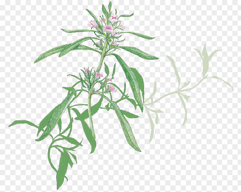 Plant Favourite Herbs Summer Savory Stem PNG