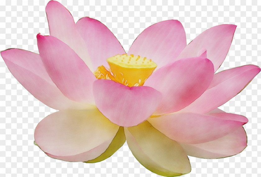 Plant Flowering Lotus PNG