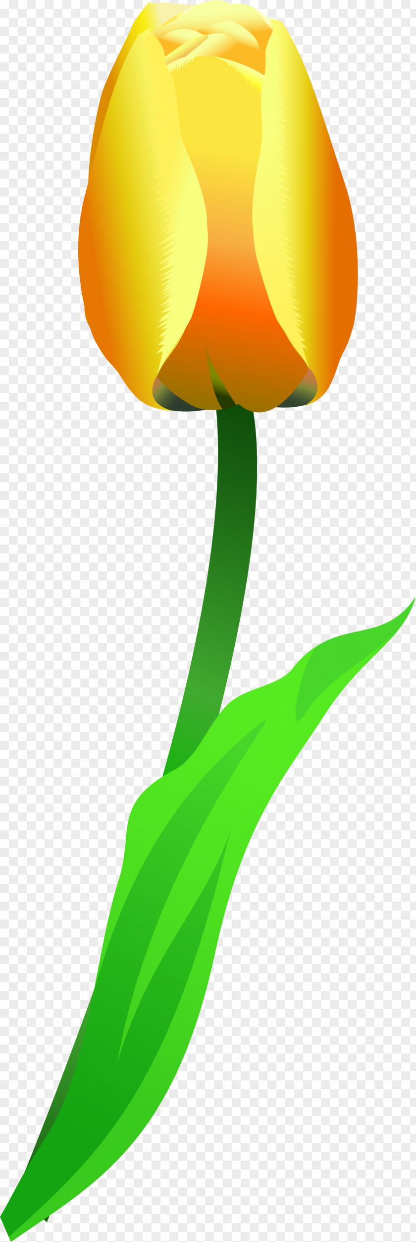 Tulip Flower Leaf Plant Stem Petal PNG