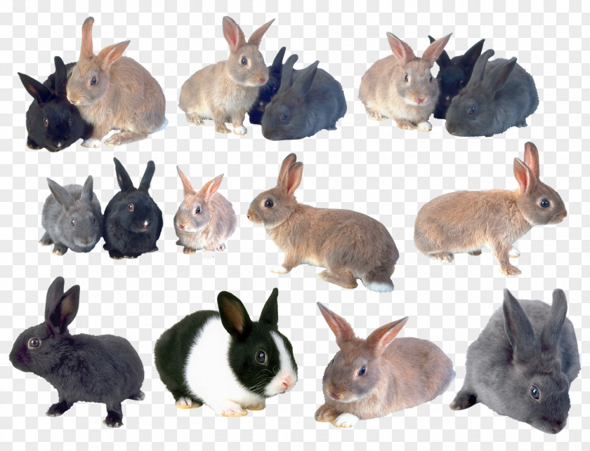 Rabbit Domestic Hare Clip Art PNG