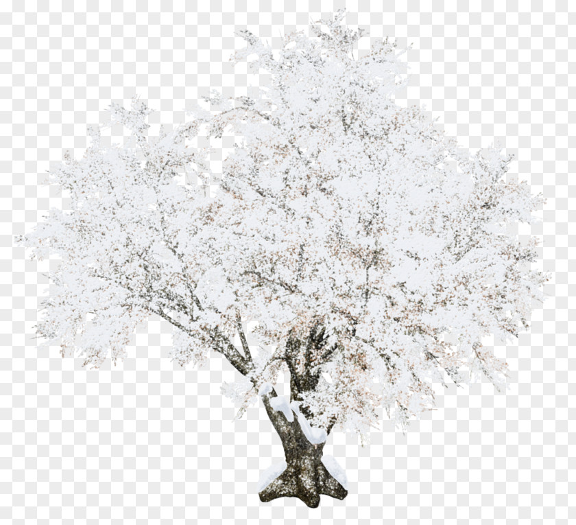 Tree Winter Snow PNG