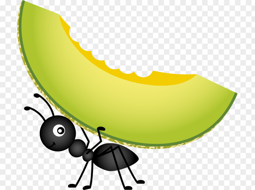 Vector Ants And Cantaloupe Food Picnic Stock Photography Clip Art PNG