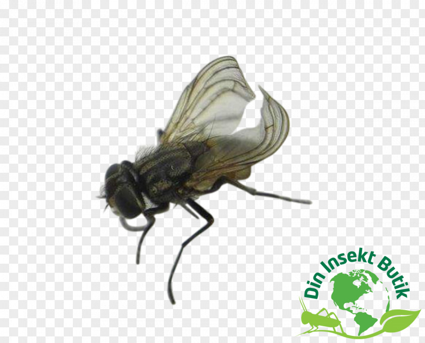 Brachycera Common Fruit Fly Flies Pterygota Reptile PNG