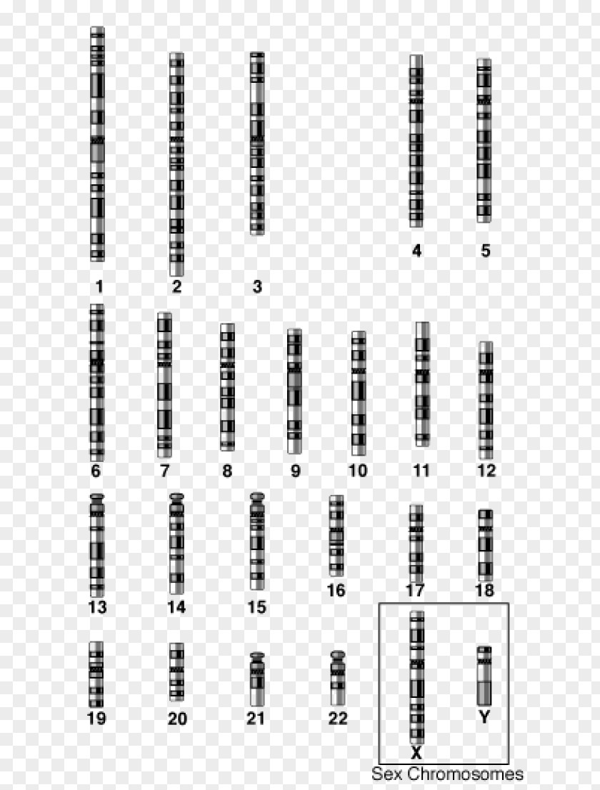 Chromosome Structure Autosome 1 Gene Biology PNG