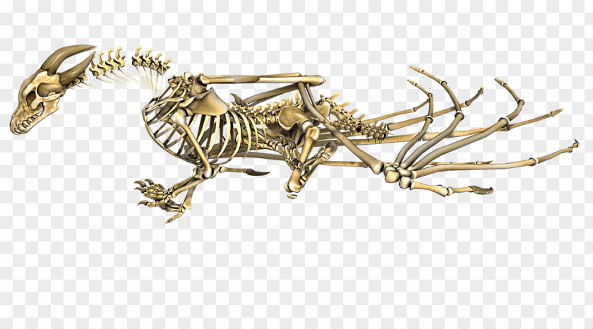 Crypt Human Skeleton Dragon Bone PNG