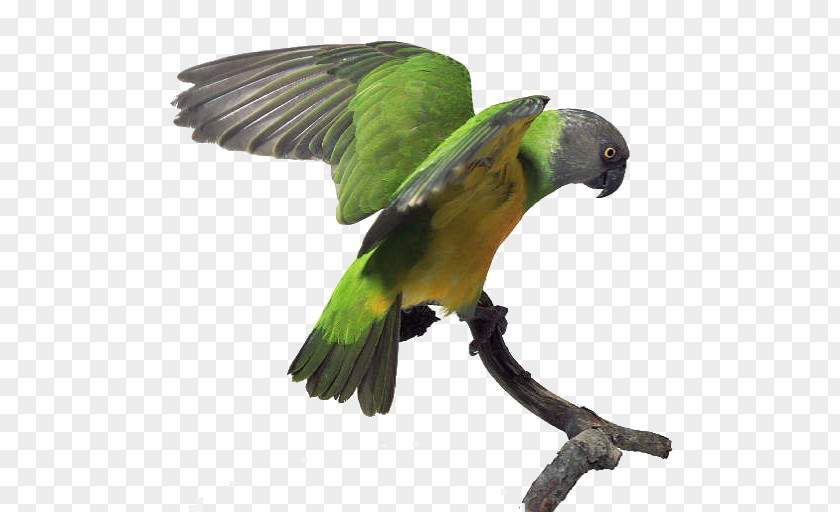 Parrot Budgerigar Senegal Bird Amazon PNG
