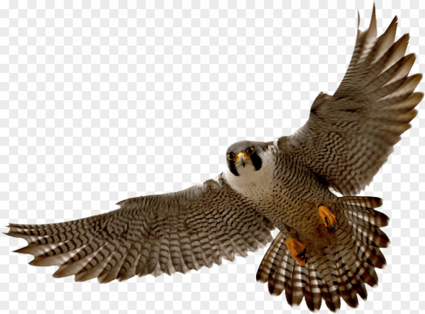 Sock Drive Service Projects Bird Clip Art Peregrine Falcon PNG