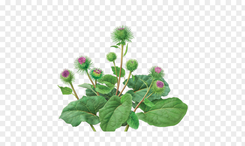 Tea Green Greater Burdock Dandelion And Organic Food PNG