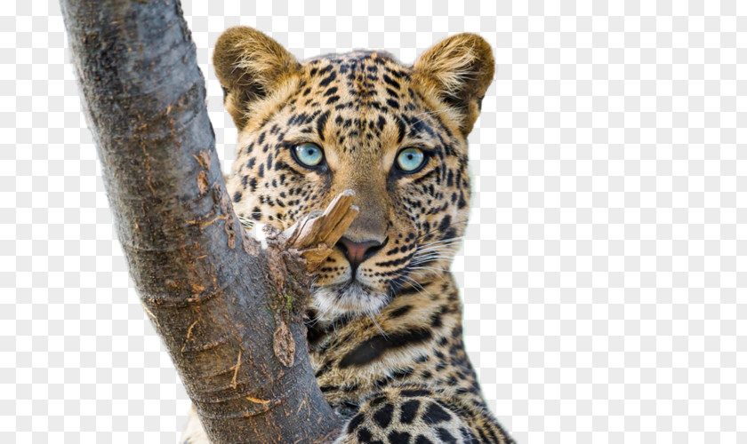 Tiger Cat Cheetah Amur Leopard Snow PNG