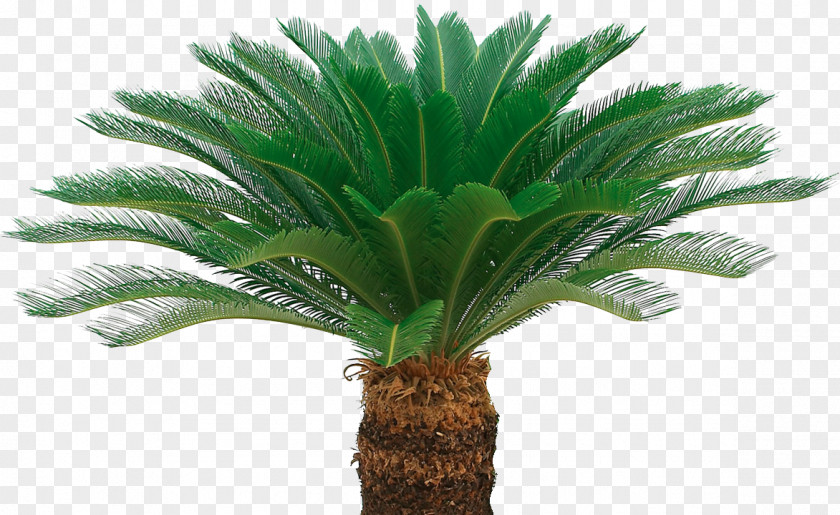 Look Ornamental Plant Benih Sago Palm Oil Palms Crop PNG