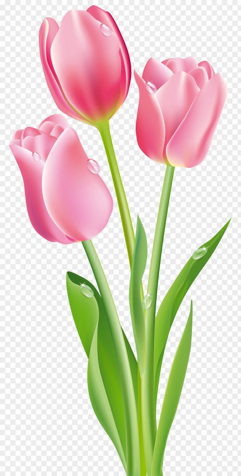 Pink Tulips Clipart Image Tulip Flower Clip Art PNG