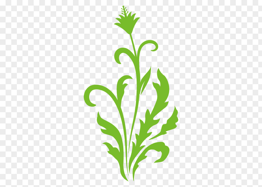 Illustration Grasses Plants Clip Art Flower PNG