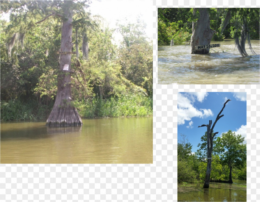 Lake Bayou Pigeon, Louisiana Atchafalaya Basin Riparian Zone Swamp PNG