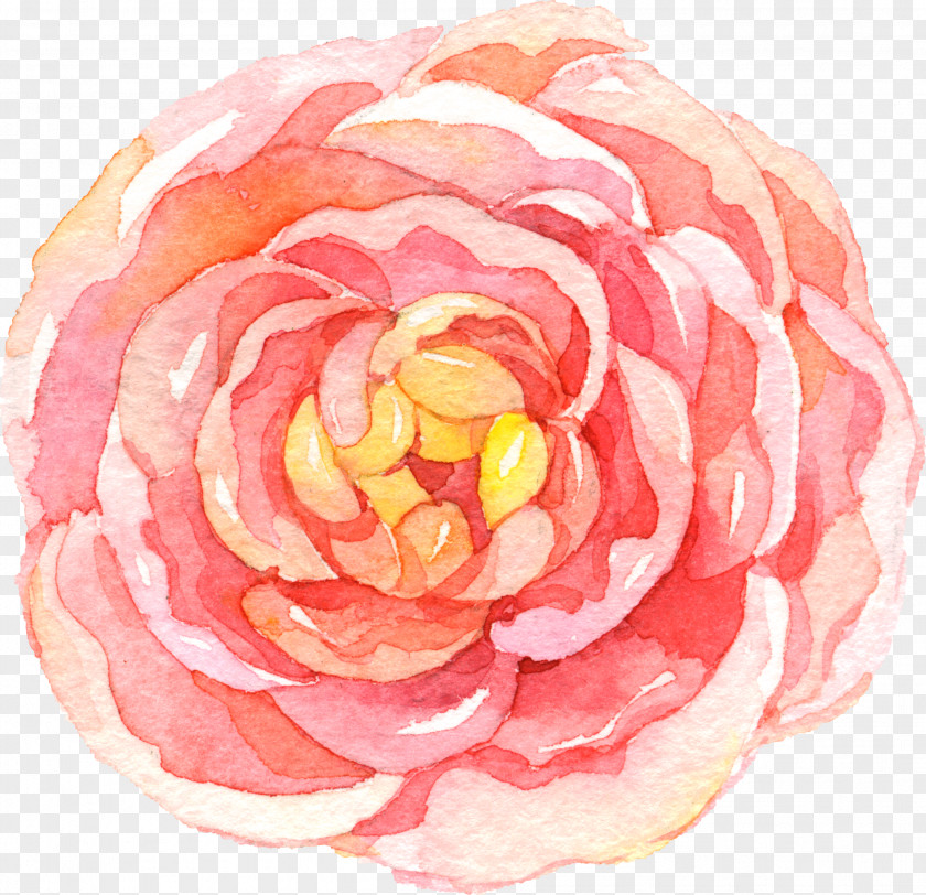 Theaceae Rose Order Pink Flower Cartoon PNG