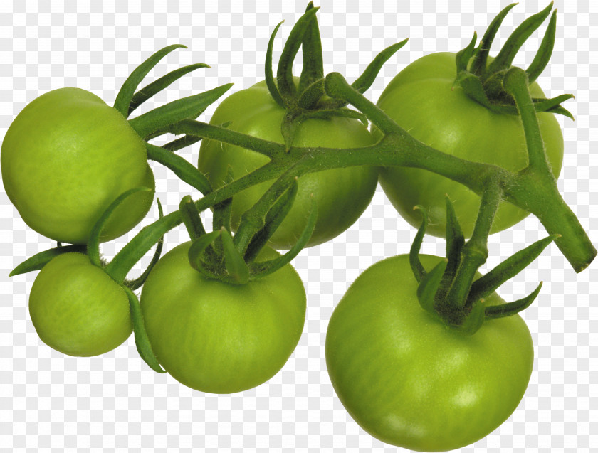 空白霜 Tomato Tomatillo Food Vegetable Potato PNG