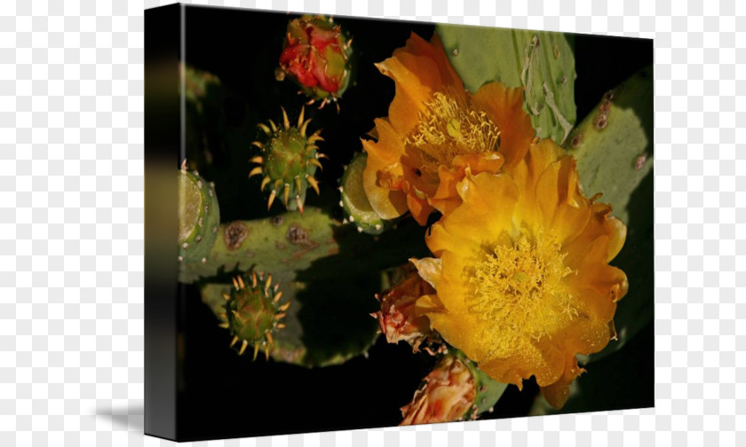 Cactus Canvas Prickly Pear Still Life Photography PNG