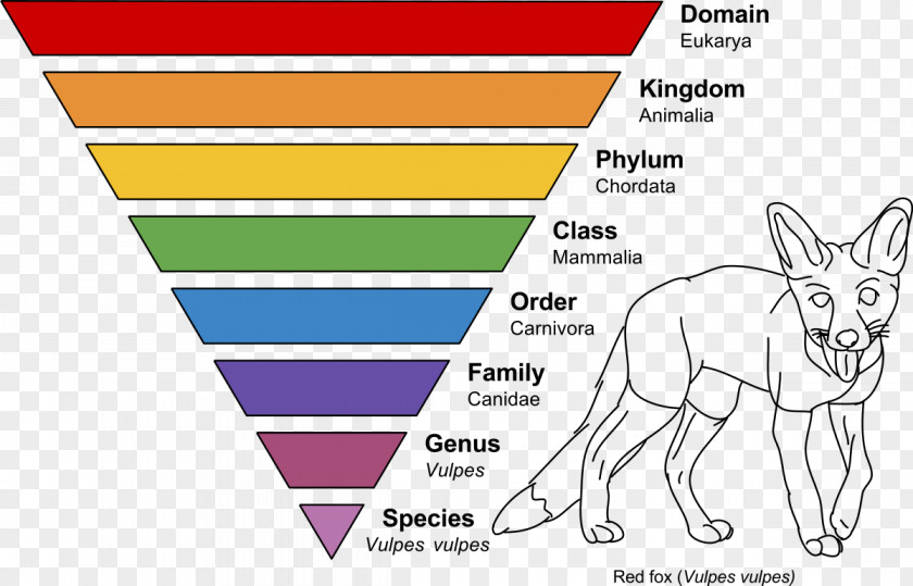 Classification La Red Fox Taxonomic Rank Taxonomy PNG