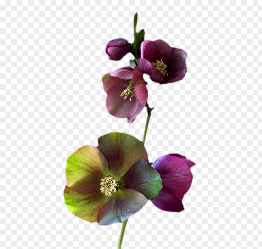 Flower Common Hibiscus Cut Flowers Rose Hollyhocks PNG