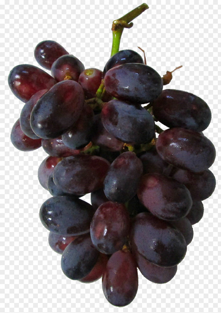 Grape Sultana Zante Currant Seed Extract Seedless Fruit PNG
