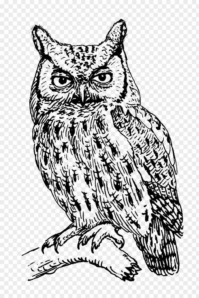 Line Drawing T-shirt Owl Clothing Crew Neck PNG