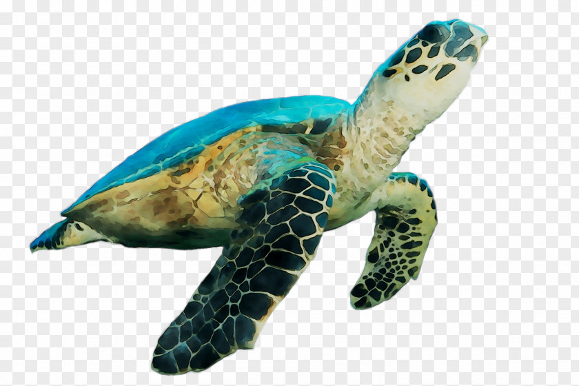Loggerhead Sea Turtle Pond Turtles Tortoise M PNG