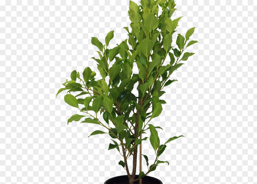 Nandina Domestica Thunb Houseplant Tree Flowerpot Branch Box PNG