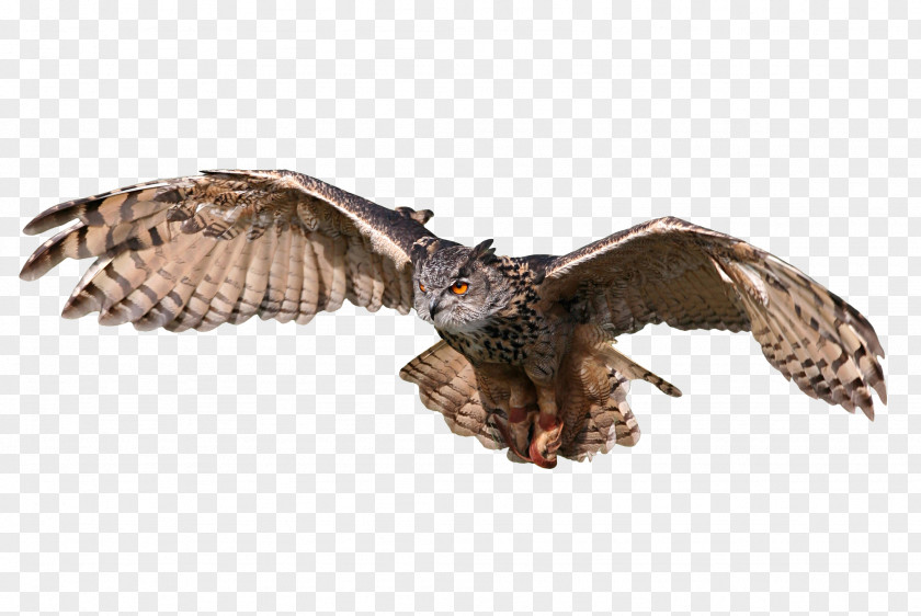 Owl Great Horned Bird Tawny Eurasian Eagle-owl PNG