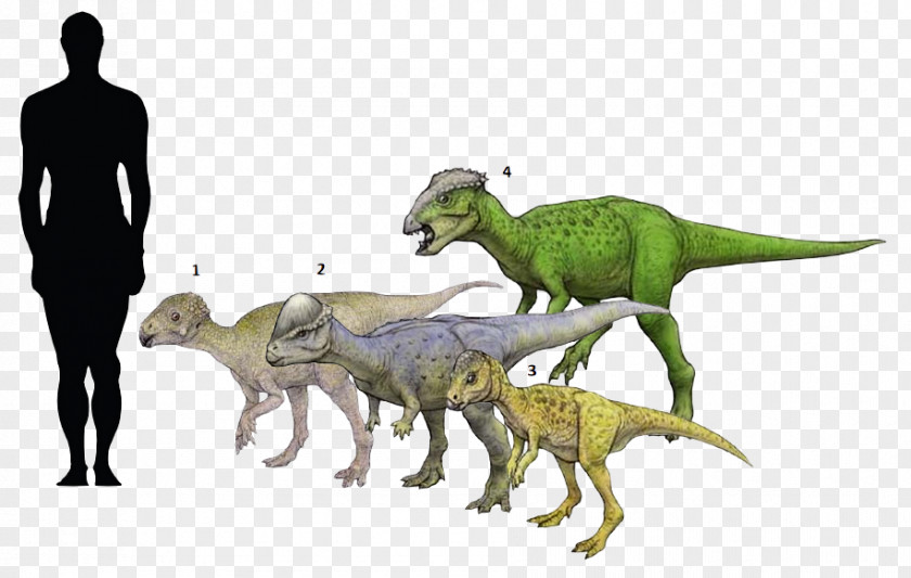 Dinosaur Micropachycephalosaurus Chaoyangsaurus Tylocephale Goyocephale PNG