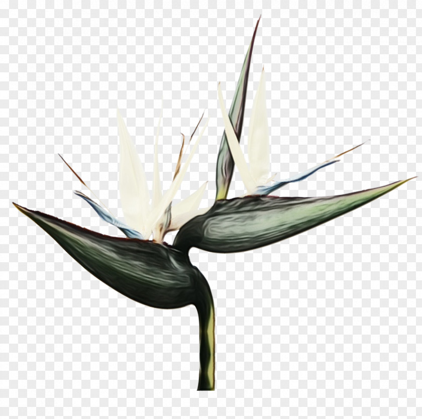 Heliconia Perennial Plant Bird Of Paradise PNG