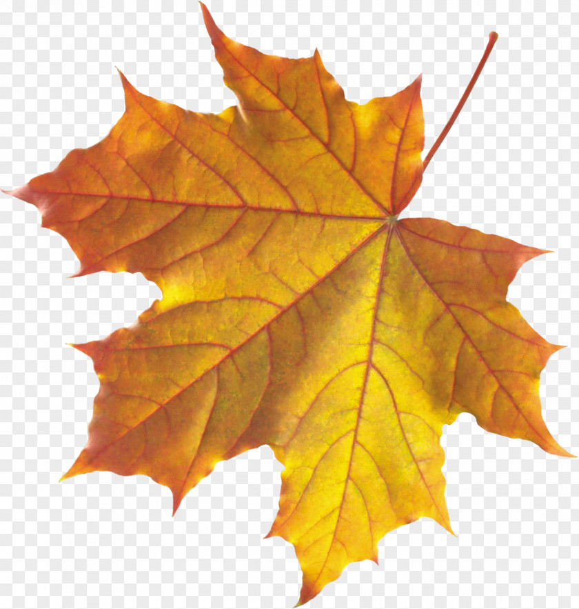 Autumn Platanus Orientalis Leaf Color PNG