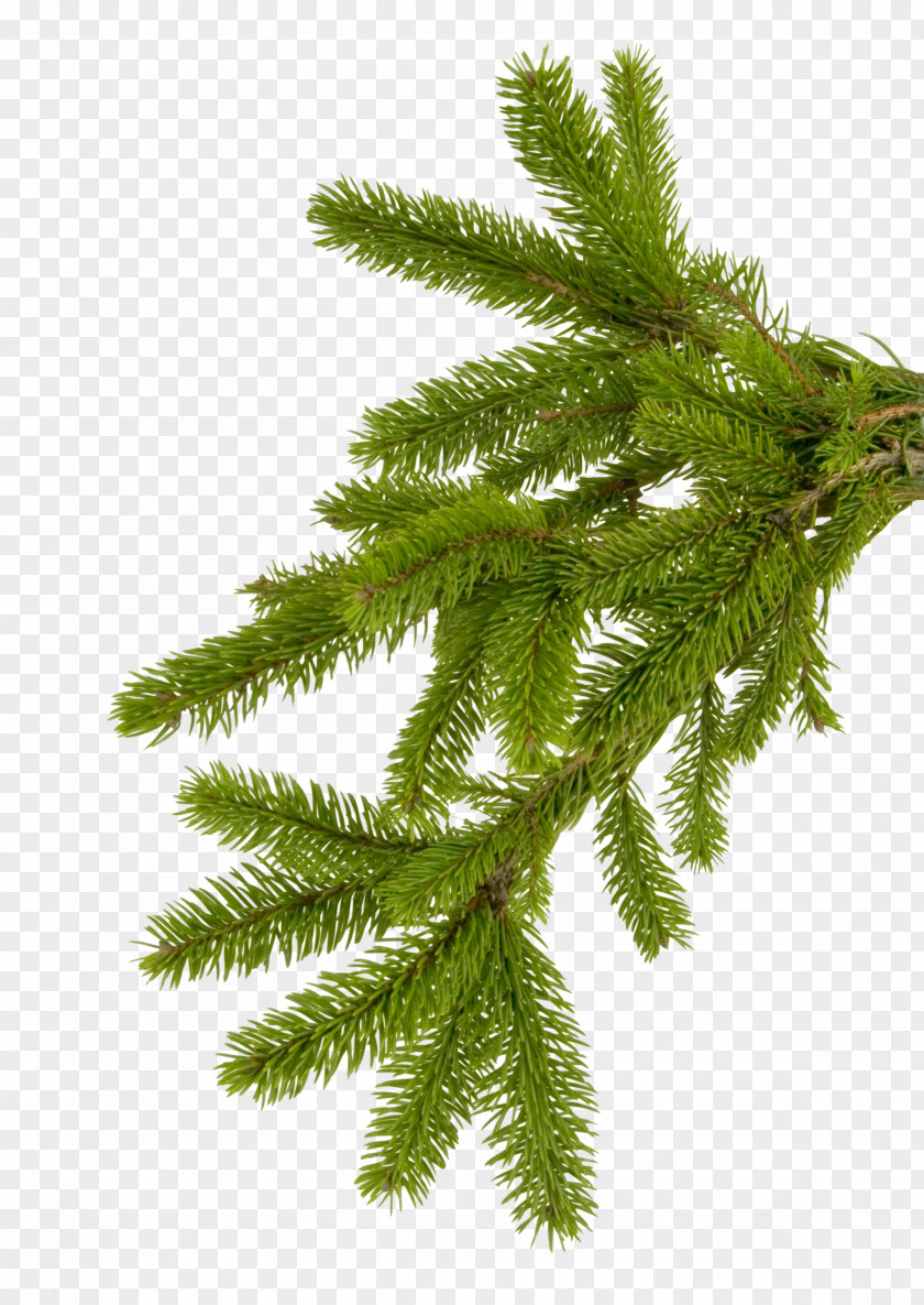 Fir-tree Branch Spruce Needle New Year Tree PNG