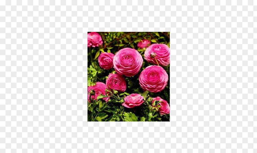 Flower Garden Roses Ranunculus Asiaticus Cut Flowers Floribunda PNG