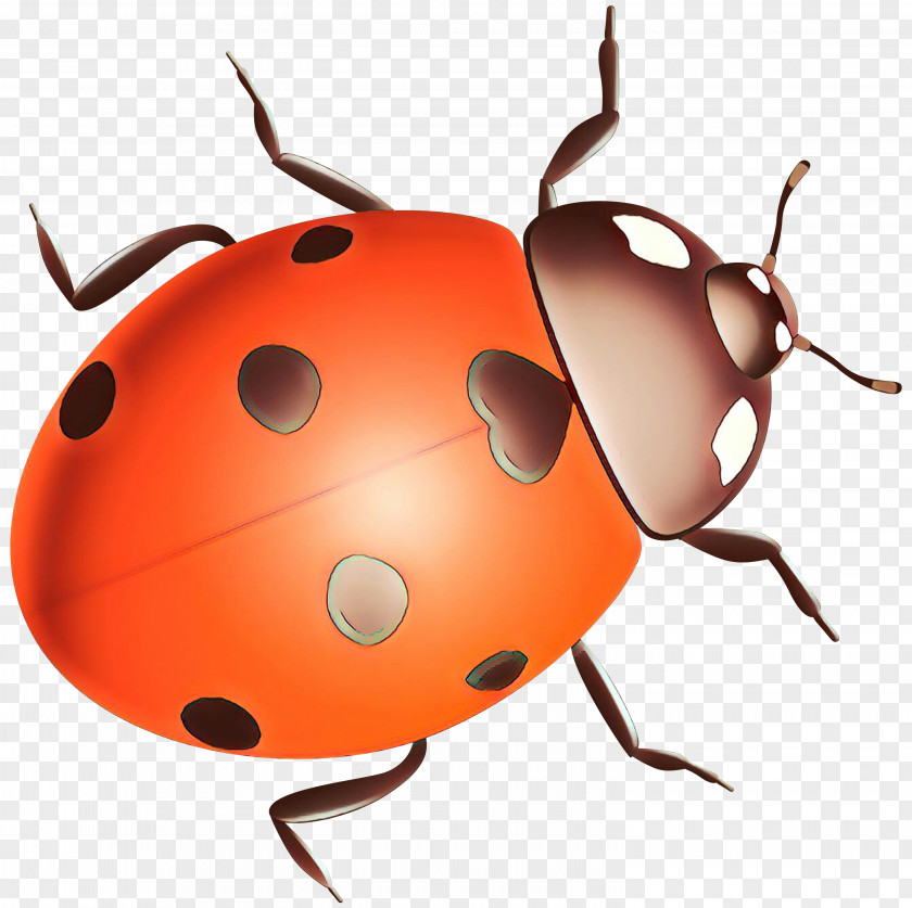 Ladybird Beetle Clip Art Pest Snout PNG