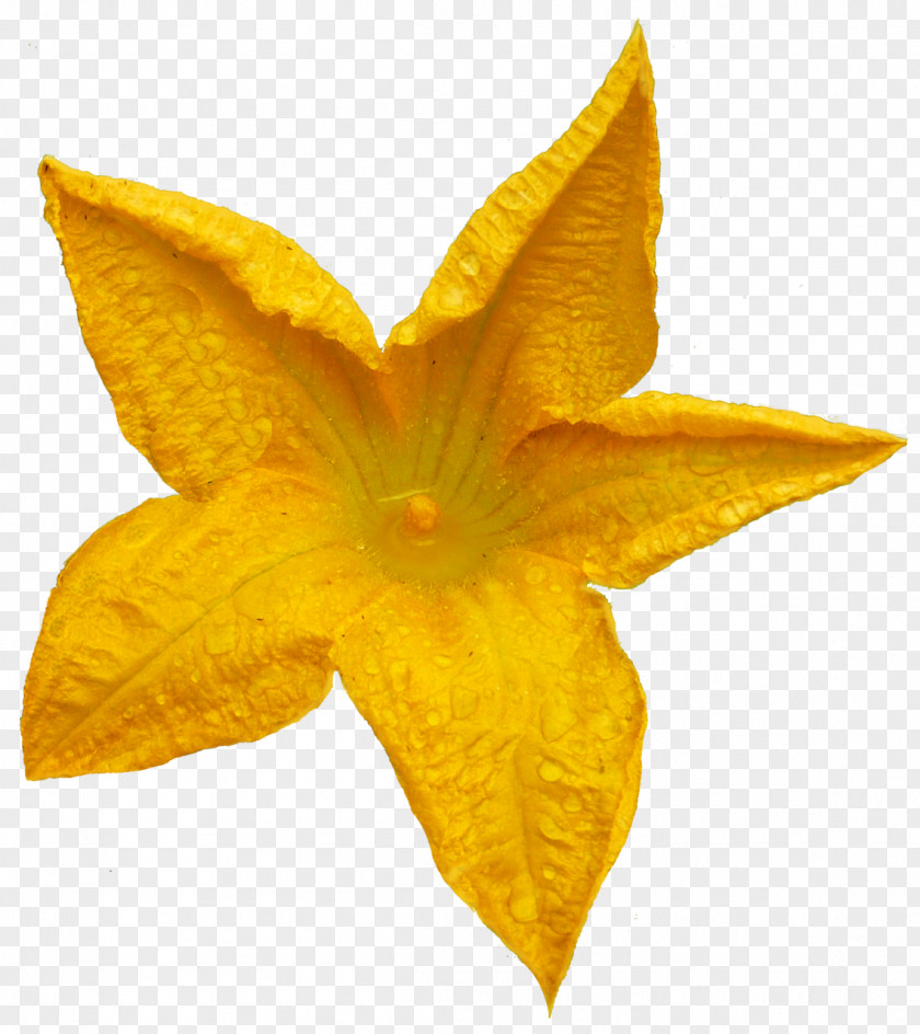 Orange Flower Albom Clip Art PNG